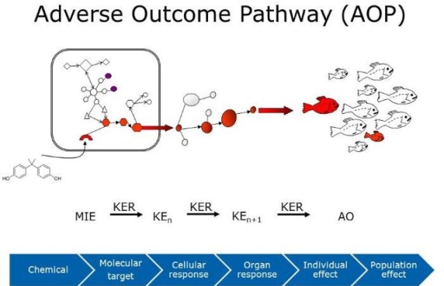 Adverse outcome pathway