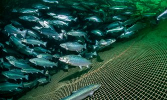 En stor stim med laks hvor et fiskenett er i ferd med å fange dem inn.