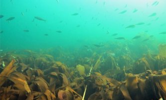 Kelp forest