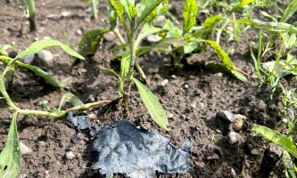 A piece of black plastics in soil