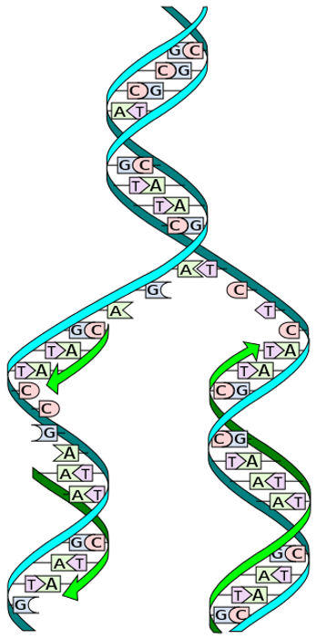 medium_dna_replication_splitsvg