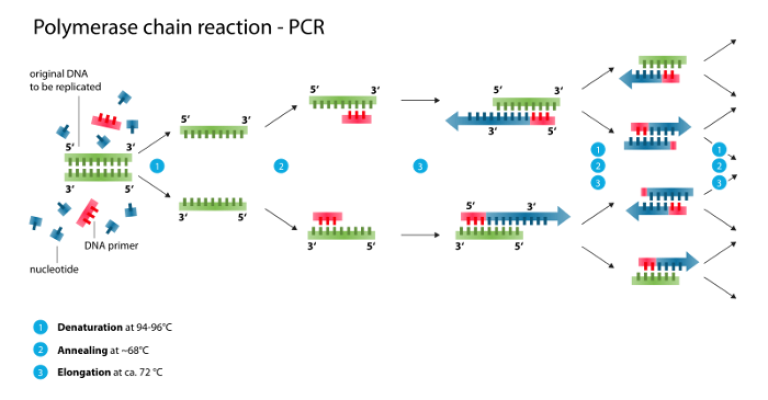medium_polymerase_chain_reactionsvg