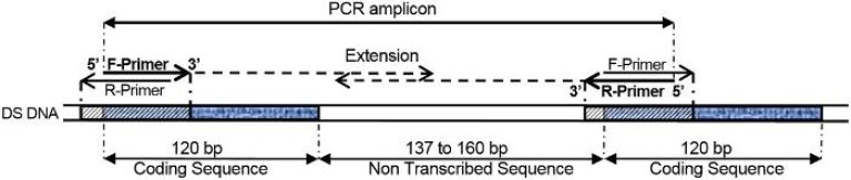 medium_pcr_amplicon_figure_1