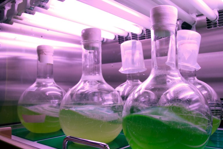 Green algae in bottles under UV-light