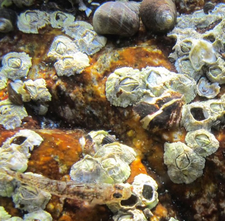 stillehavsoesters_niva