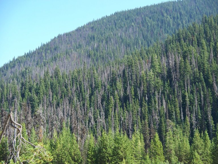 pine beetle damage_wikimedia