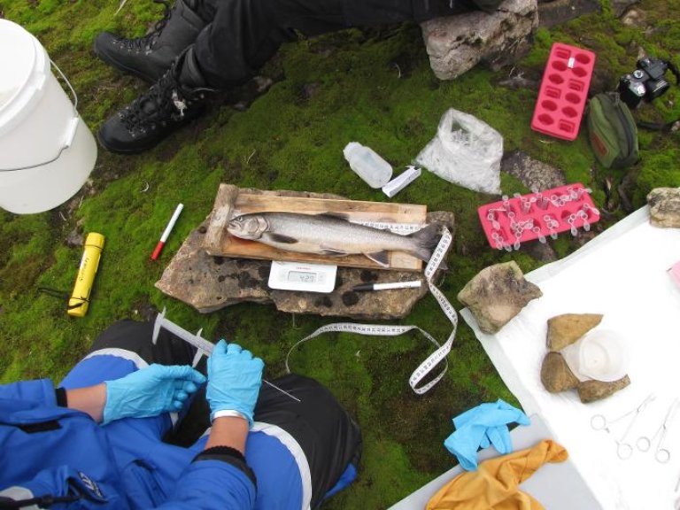 fish_processing_photo_by_christensen