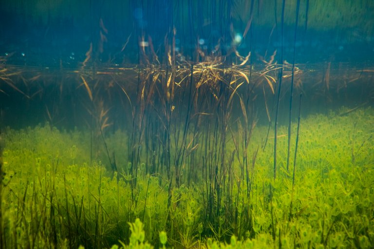 An underwater landscape dominated by Characeans and pondweeds. )