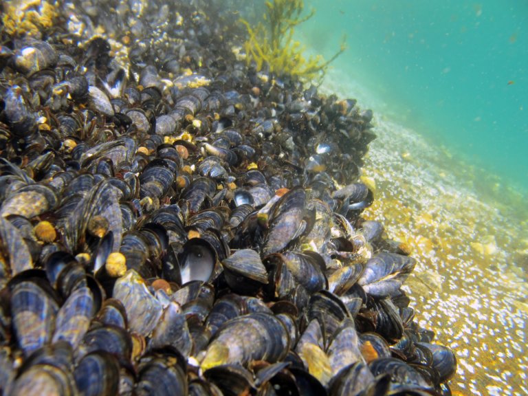 Colony of blue mussels on sea bed.
