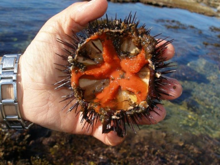 Sea urchin gonads