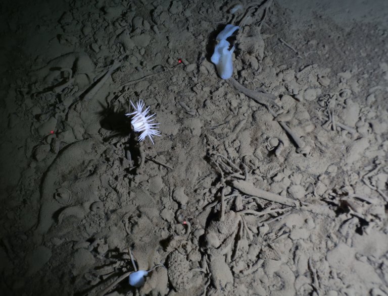 Anemones at the bottom of the sea