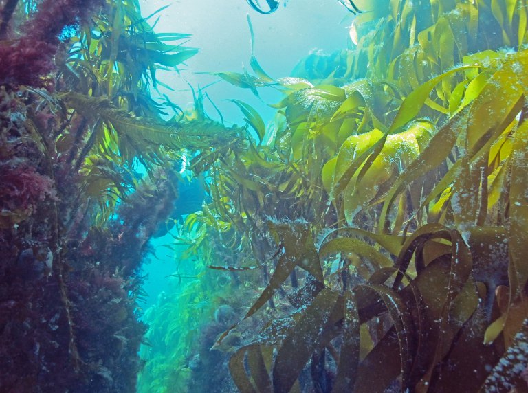 Tangle kelp forest