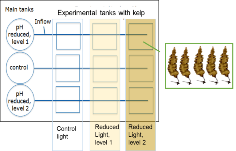 Kelp experimental setup ECODOM