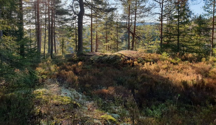 Nordisk skoglandskap