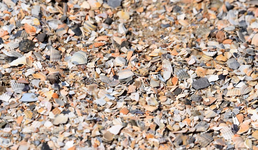 A collection of broken shells on a Dutch beach. Illustrative image – these are not the shells the project will be using. Photo: Chanteur-de-Vent/Adobe Stock