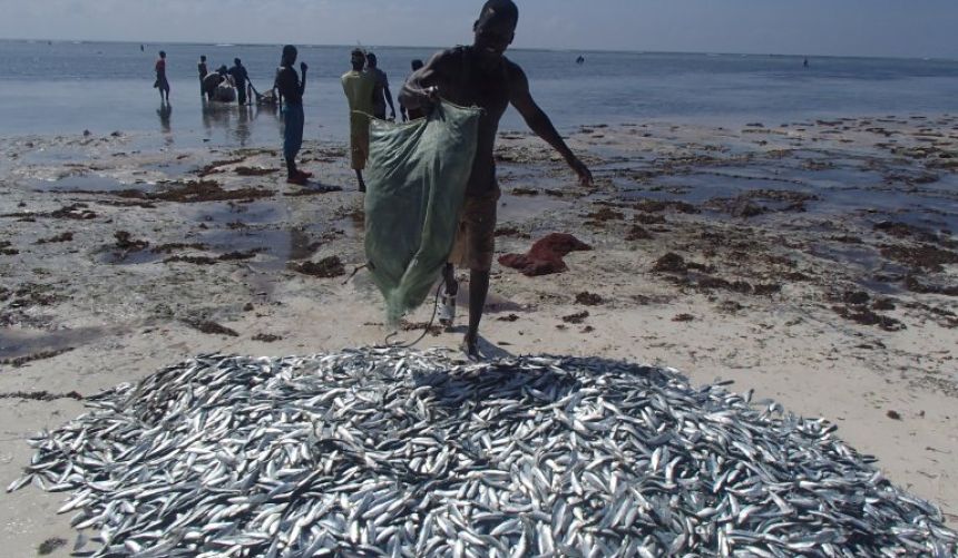 Personer på strand samler fisk