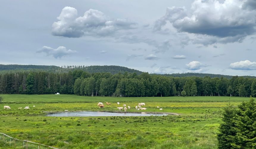 Foto fra Kjelle-engene våtmark: Kuer som beiter ved en dam med skog i bakgrunnen
