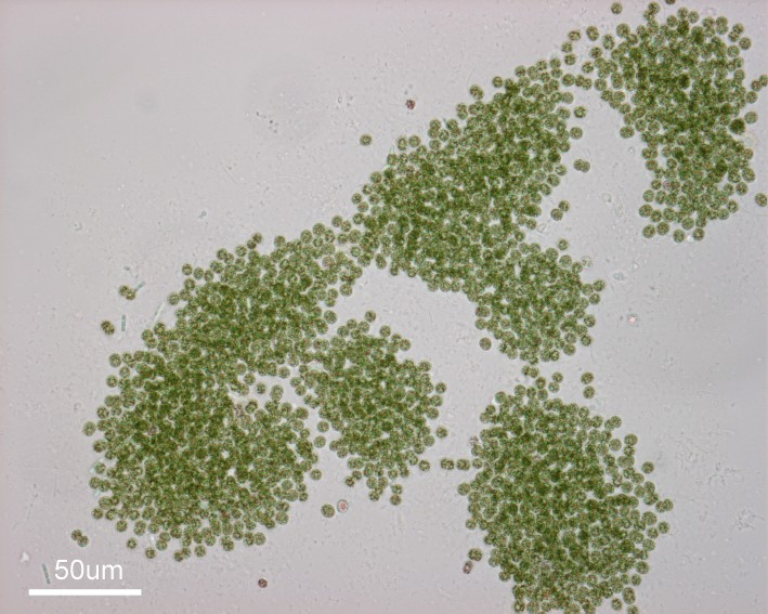 Microcystis aeruginosa cyano.png