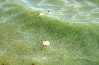 Green waters