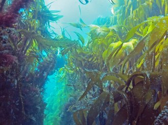 Kelp forest