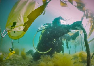 Restaurering av tareskog på Vega (foto: Janne Gitmark/NIVA) Diver handling kelp underwater