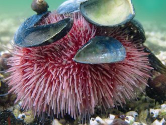 Sea urchin