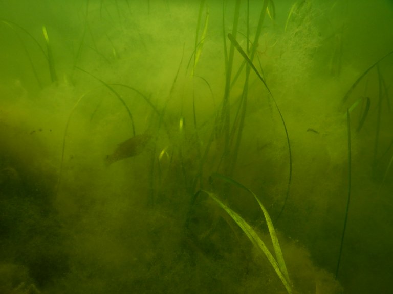 Bilde av en liten fisk i nedgrodd ålegras.