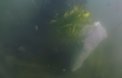 Dykker holder bunt med grønne planter 
