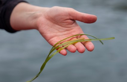 Hånd holder grønn plante