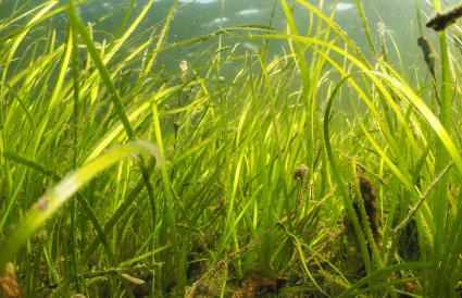 Liten fisk i undervannsvegetasjon