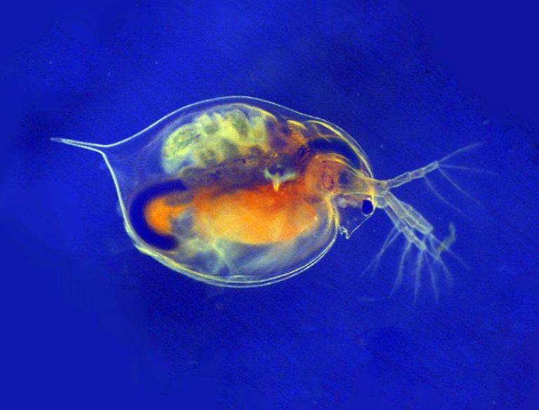 medium_daphnia_magna_web_685