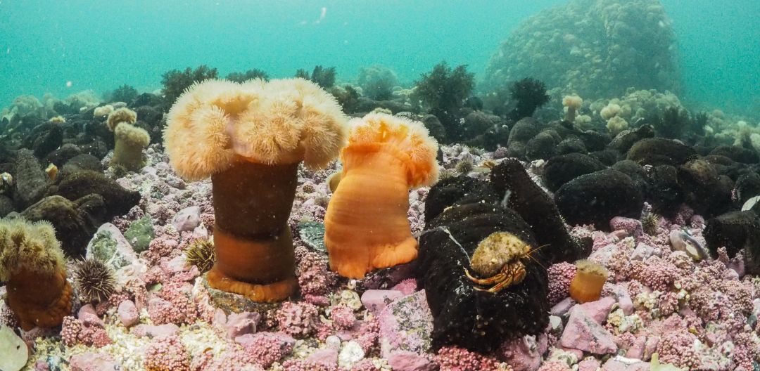 Fargerike marine organismer på rosa korallignende bunn. 