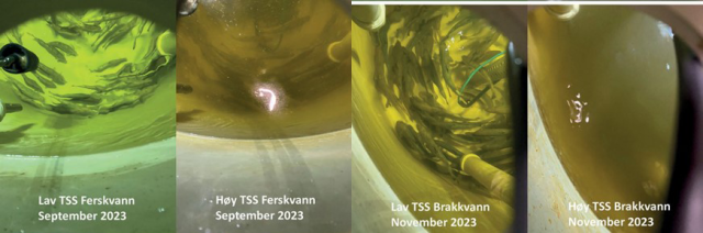 Figur 8. Sikt i vannet ved lav og høy TSS, i ferskvann (øverst) og i brakkvann (nederst).