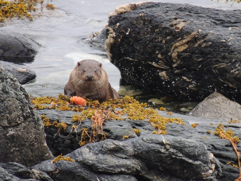 otter on rock in water