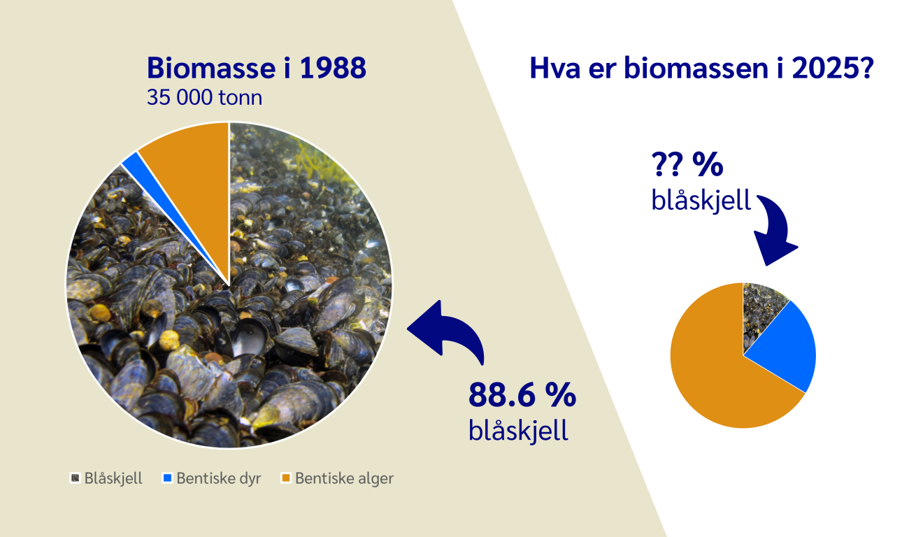 Graf som viser biomasse i grunne områder innenfor Drøbak