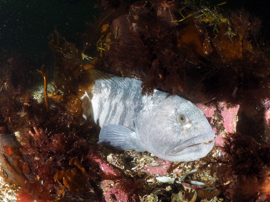 sjøbunn med kråkeboller
