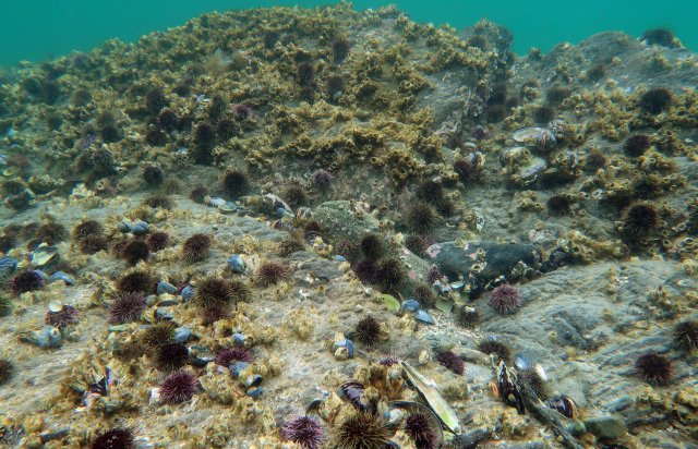 Sjøbunn nedbeitet av kråkeboller