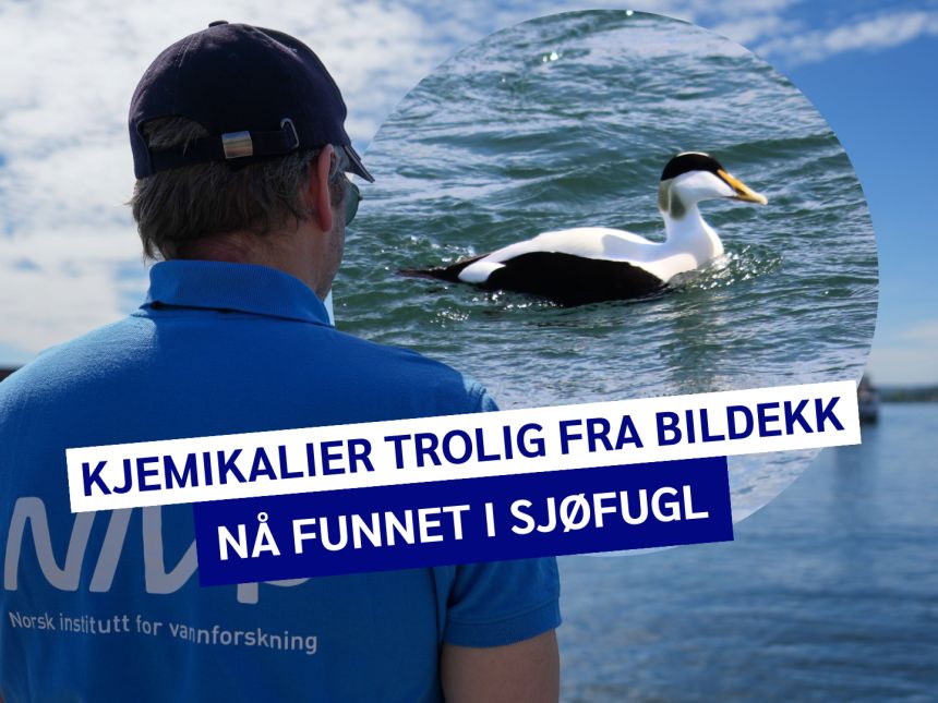 Kollasj med ærfugl og NIVA-forsker foran Oslofjorden