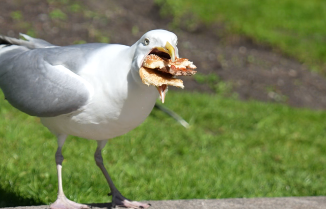 Gråmake spiser rester av hamburger