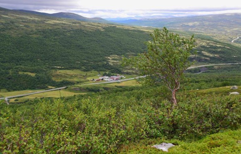 ekspanderendeskog_dovrefjell_2013_andersbryn_