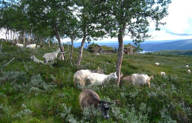 geiter_skoggrensen_anders_bryn