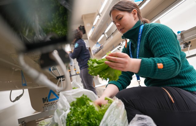 Kvinne som plukker salat i et akvaponi