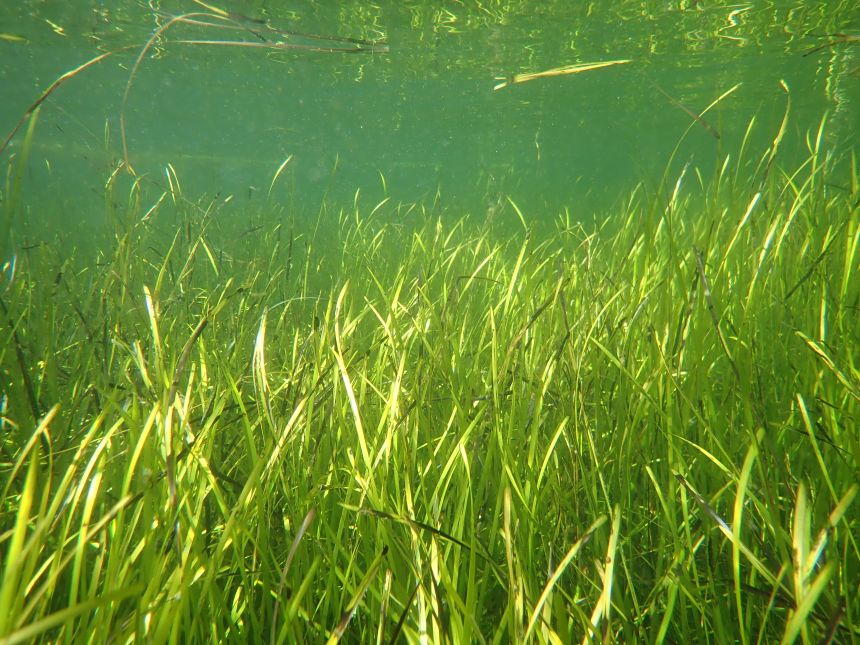Photo showing filed of seaweed