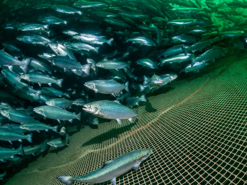En stor stim med laks hvor et fiskenett er i ferd med å fange dem inn.