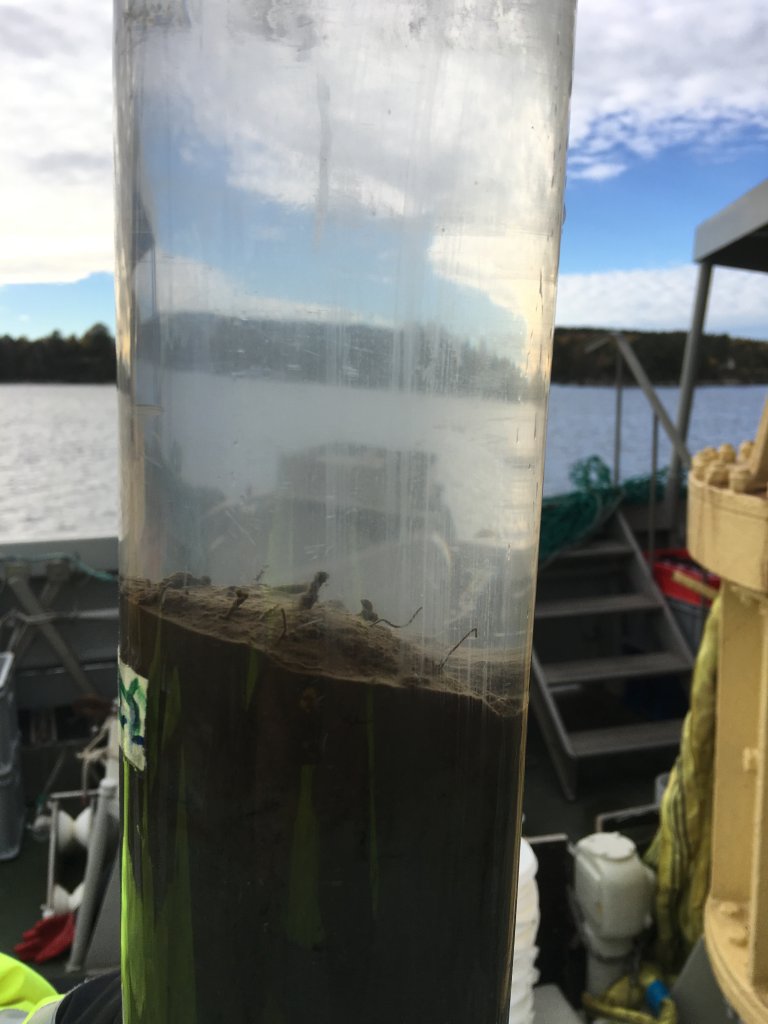 Nærbilde av glassrør med sedimentprøve.