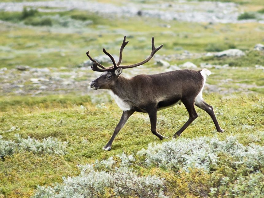 Bilde av reinsdyr