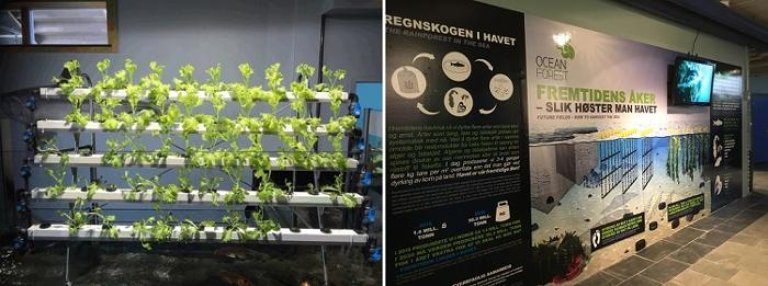 medium_akvariet_i_bergen_salat