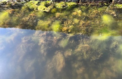 Grønne alger i vannkanten