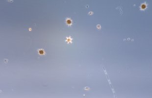 Kiselflagellaten Octactis speculum