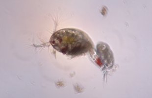 Dyreplankton